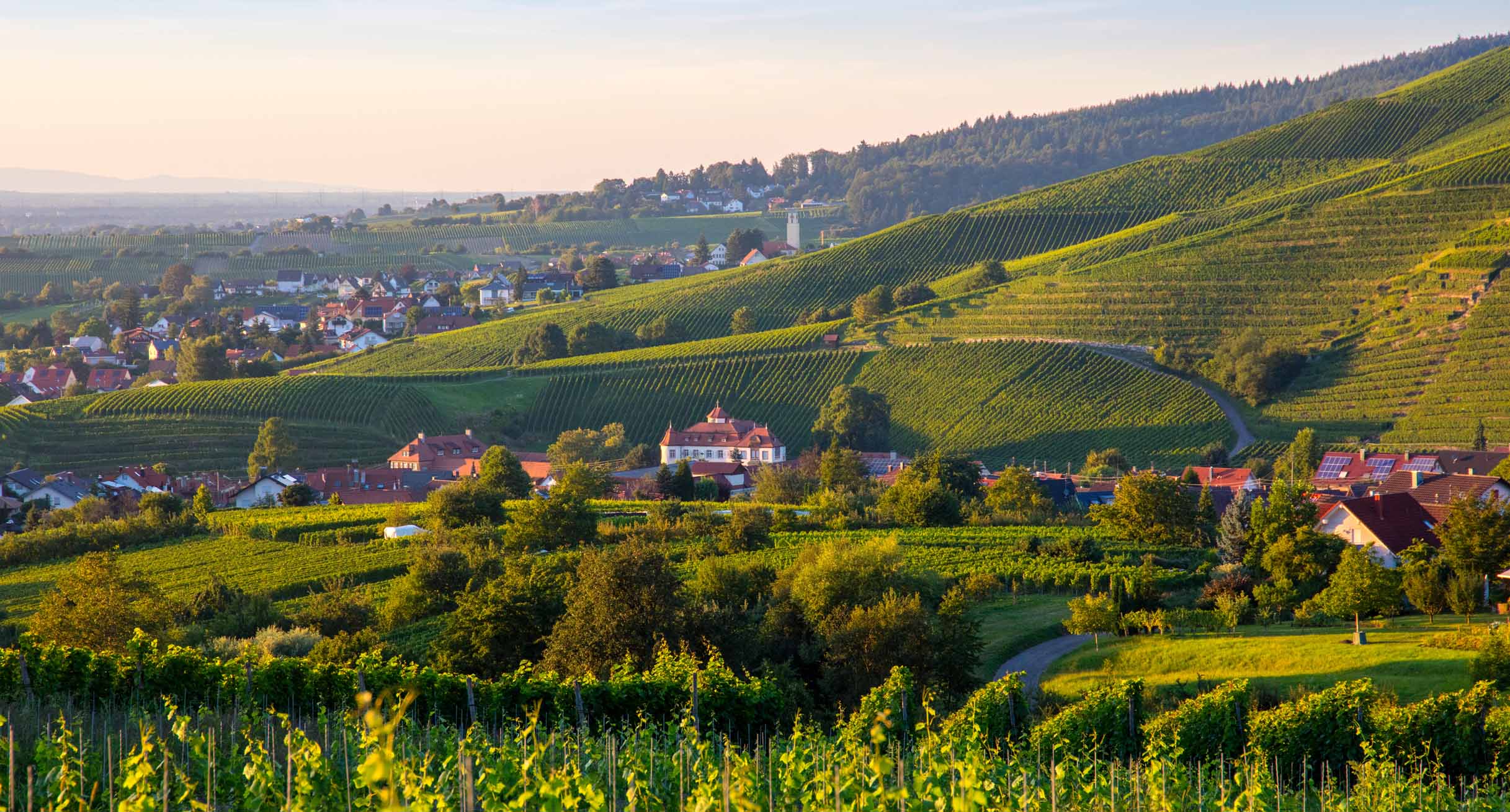 Blick auf die Weinberge und Baden-Baden']