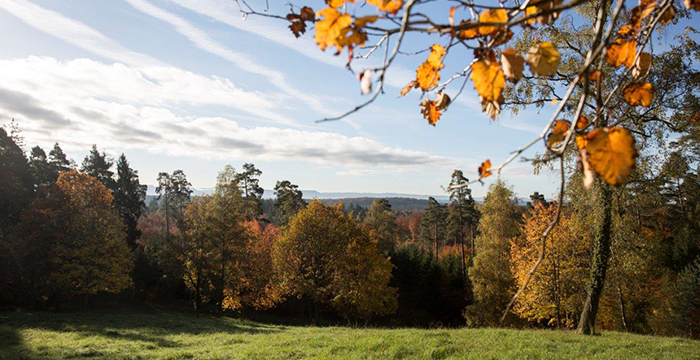 Ein Mischwald (Foto: © ForstBW)