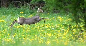 Ein Reh springt bei Bodnegg (Baden-W&uuml;rttemberg) &uuml;ber eine Wiese, auf der L&ouml;wenzahn bl&uuml;ht. (Bild: picture alliance/Felix K&auml;stle/dpa)