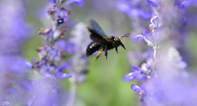 Eine Wildbiene sucht an Bl&uuml;ten des Mehlsalbeis nach Nektar. (Bild: &copy; Uwe Anspach/dpa)