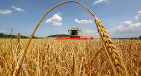 Ein M&auml;hdrescher erntet in Langenenslingen-Andelfingen ein Getreidefeld mit Wintergerste ab. (Bild: picture alliance/Thomas Warnack/dpa)