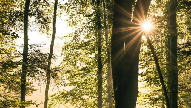 Veranstaltung Waldstrategie 2024