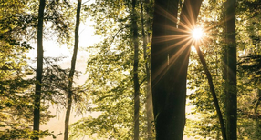 Veranstaltung Waldstrategie 2024