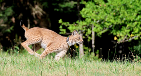 Luchs Luna