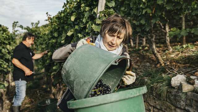 Eine Frau und ein Mann bei der Weinlese.