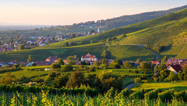 Blick auf die Weinberge und Baden-Baden