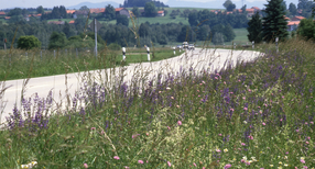 Salbei-Glatthafer-Wiese auf einer B&ouml;schung im Fr&uuml;hsommer (Foto: &copy; Dr. Tillmann Stottele)